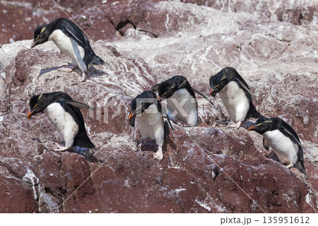 Rockhopper Penguin, Penguin Island,Puerto Deseado, Santa Cruz Province, Patagonia Argentina Rockhopper Penguin, Penguin Island,Puerto Deseado, Santa Cruz Province, Patagonia Argentina 135951612