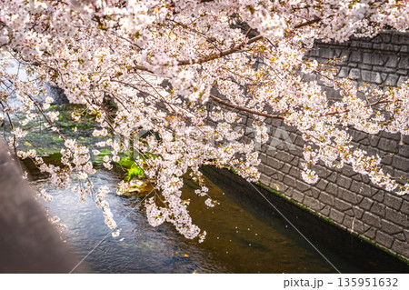 中野区妙正寺川の桜 中野区妙正寺川の桜 135951632