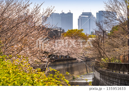 中野区妙正寺川の桜 中野区妙正寺川の桜 135951633