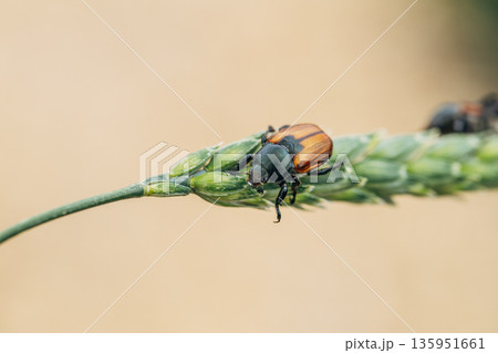 Beetle pest of grain crops, Kuzka, sits on a ripe ear of wheat 135951661