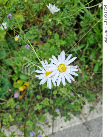 A close-up of a white chrysanthemum.	 135951754