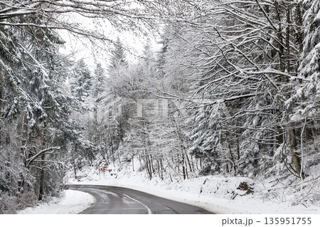 Road in winter forest, Carpathian Mountains, Romania Road in winter forest, Carpathian Mountains, Romania 135951755