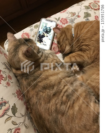 スマートフォンの画面を一緒に見る猫たちのくつろぎ時間 スマートフォンの画面を一緒に見る猫たちのくつろぎ時間 135951786