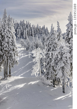 Snow-covered forest in Carpathian Mountains, Romania Snow-covered forest in Carpathian Mountains, Romania 135951889