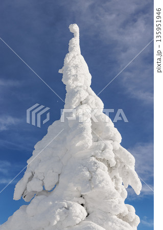 Single tree covered with thick layer of snow in Carpathian Mountains, Romania 135951946