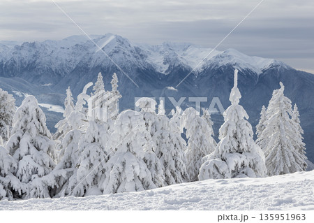 Snow-covered forest in Carpathian Mountains, Romania Snow-covered forest in Carpathian Mountains, Romania 135951963