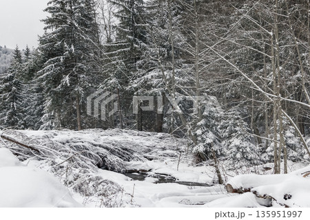 Serene winter landscape with snow covered trees inforest during heavy snowfall. Serene winter landscape with snow covered trees inforest during heavy snowfall. 135951997