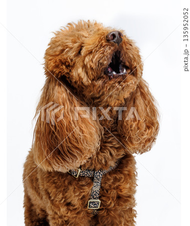 Red Miniature poodle. Portrait on white background. 135952052