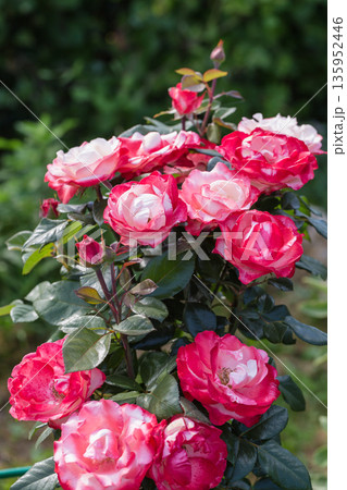 Close-up of Nostalgia's hybrid tea rose in the garden 135952446
