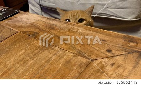 テーブルの向こうからそっとのぞく茶トラ猫 テーブルの向こうからそっとのぞく茶トラ猫 135952448