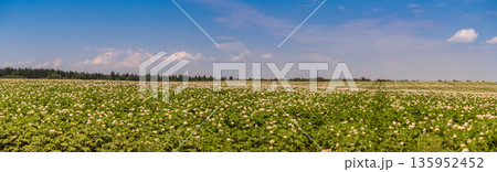 Blossoming of potato fields, potatoes plants with white flowers growing on farmers fiels Blossoming of potato fields, potatoes plants with white flowers growing on farmers fiels 135952452