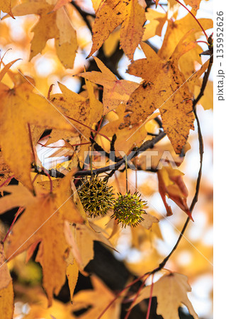 黄金色の葉とトゲトゲの実が揺れる秋 黄金色の葉とトゲトゲの実が揺れる秋 135952626