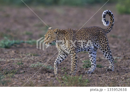 Female Leopard  135952638