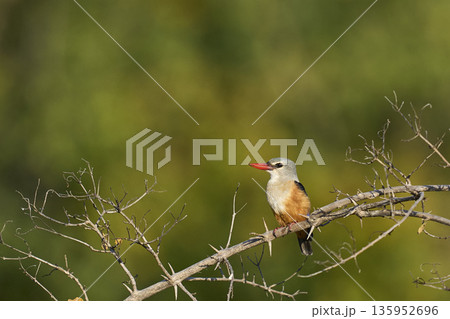 Grey-headed Kingfisher  135952696