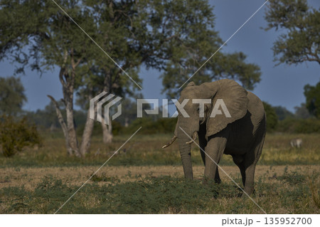 Bull African Elephant 135952700