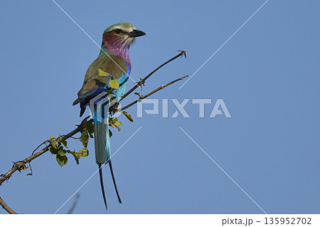 Lilac breasted Roller 135952702