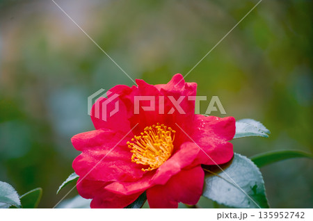 山茶花 135952742