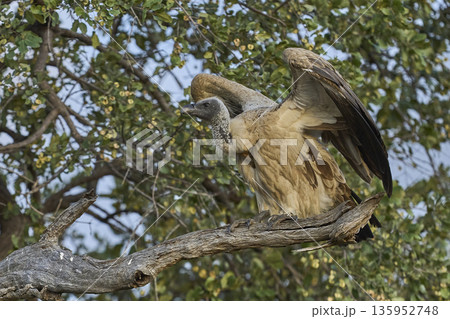 White-backed Vulture  135952748