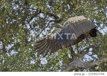 White-backed Vulture  135952749