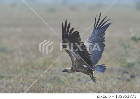 White-backed Vulture White-backed Vulture 135952773