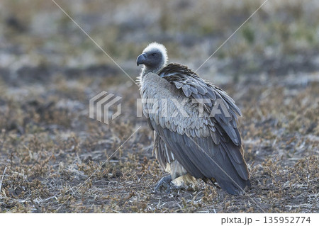 White-backed Vulture White-backed Vulture 135952774