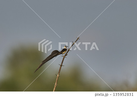 Male Eastern Paradise-Whydah Male Eastern Paradise-Whydah 135952831