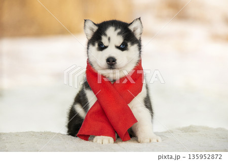 A charming Siberian Husky puppy is dressed in a vibrant red winter scarf. The puppy sits patiently on a white snowy surface, showing off its beautiful blue eyes and fluffy black and white fur. 135952872