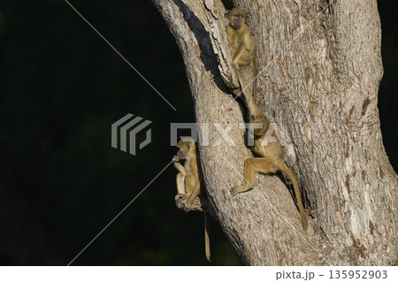 Young Yellow Baboon playing 135952903