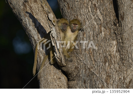 Young Yellow Baboon playing 135952904