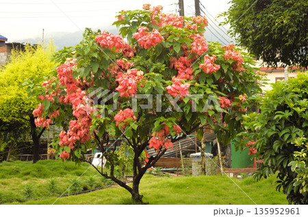 ムッサエンダ・ドナルスのピンクの花　ネパール 135952961