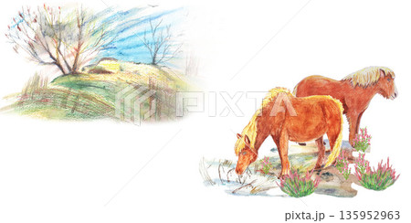 Brown horse and red horse of Iceland on field. Traditional landscape. Watercolor isolated white illustration. For travel magazines and map, all design, greeting cards and books, banners and clip art. 135952963