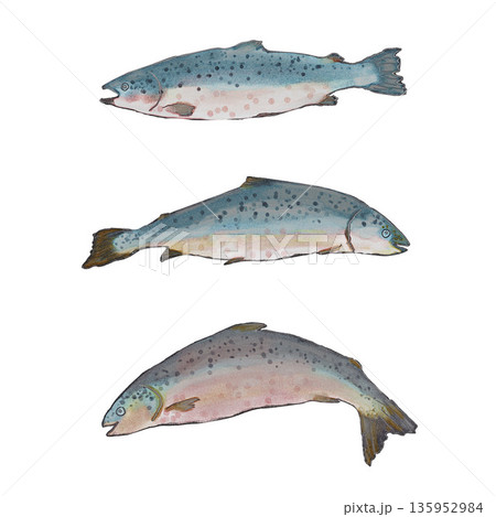 Three Atlantic blue gray salmons. Watercolor isolated white illustration. Fish tourism. For travel food magazines and map, menu restaurant, all design, greeting cards and books, banners and clip art. 135952984