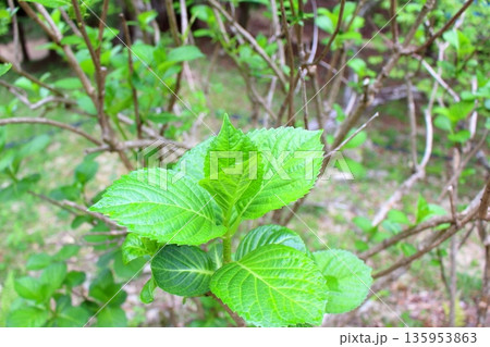 新緑の新芽 新緑の新芽 135953863