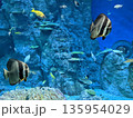 水族館の熱帯魚たち 135954029