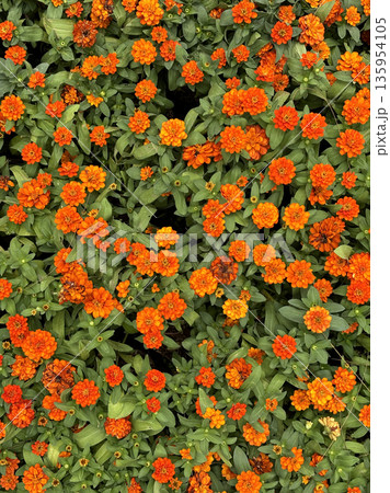 A vertical template top-down view of a dense flower bed filled with dozens of small, vibrant orange blossoms (zinnia-like) scattered evenly across the frame. 135954105