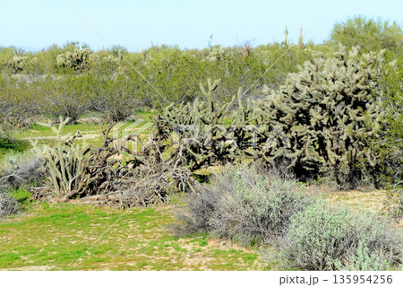 Cholla cactus, Sonora Desert, Mid Winter Cholla cactus, Sonora Desert, Mid Winter 135954256