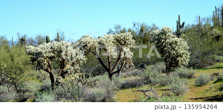 Cholla cactus, Sonora Desert, Mid Winter 135954264