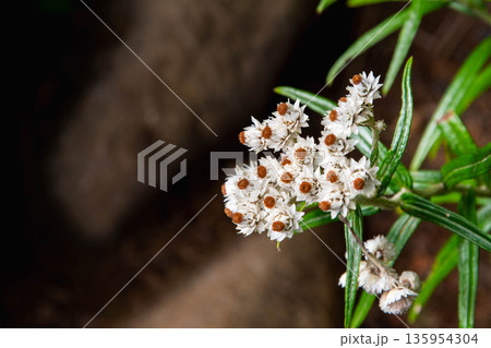 八ヶ岳のヤマハハコ 135954304