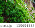 セイタカスギゴケ 135954332