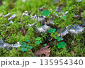 ウスツメゴケ 135954340