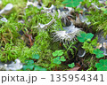 ウスツメゴケ 135954341