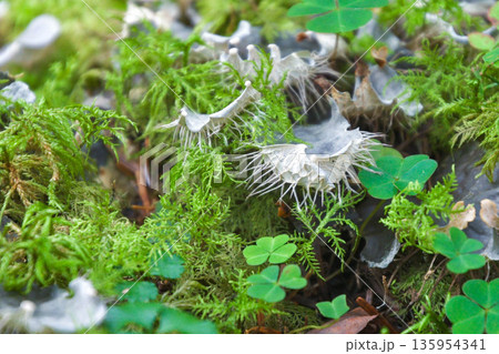 ウスツメゴケ ウスツメゴケ 135954341