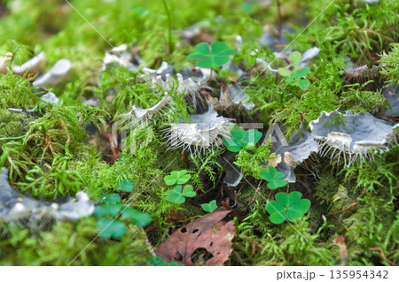 ウスツメゴケ ウスツメゴケ 135954342