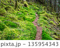 鮮やかな登山道 135954343