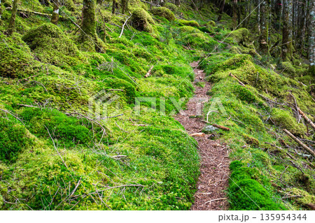 鮮やかな登山道 135954344