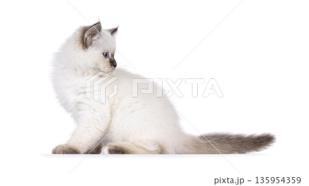 Cute cat kitten on white background 135954359