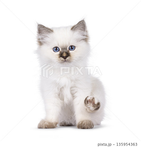 Cute cat kitten on white background 135954363