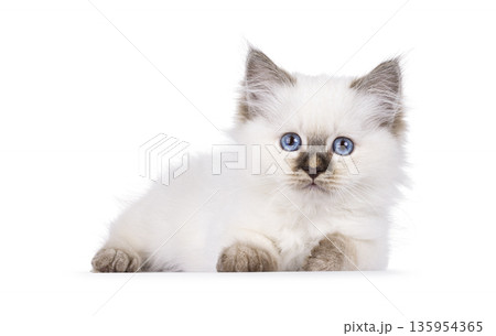 Cute cat kitten on white background 135954365