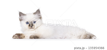 Cute cat kitten on white background 135954366
