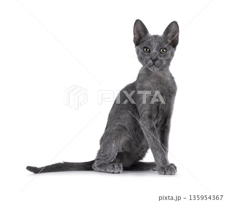Grey shorthair cat on white background Grey shorthair cat on white background 135954367